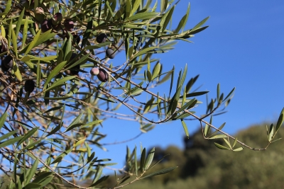 Olive grove in Andalusia