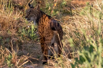 Expertos advierten de nuevos riesgos para el lince ibérico